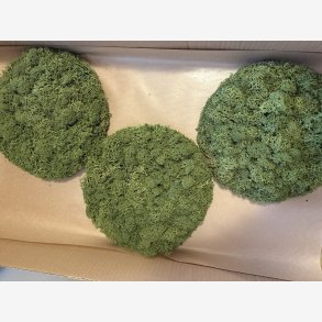 Mos cirkel billede lys gr�n